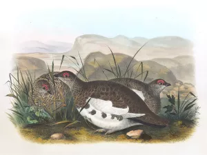 Rock Ptarmigan by Daniel Giraud Elliot Oil Painting