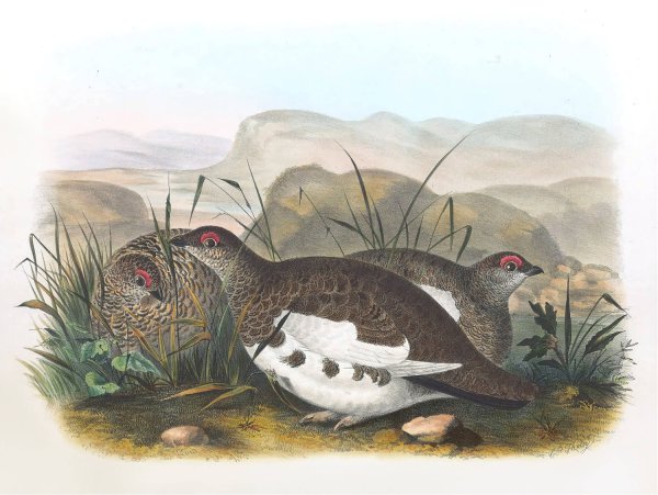 Rock Ptarmigan  by Daniel Giraud Elliot - Hand-Painted Oil Painting Reproduction