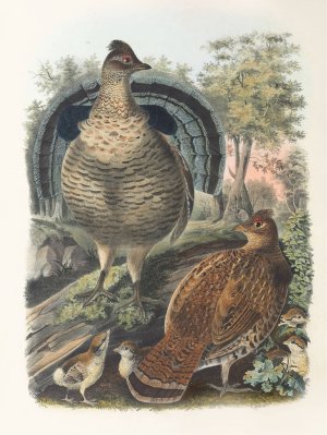 Ruffed Grouse by Daniel Giraud Elliot Oil Painting