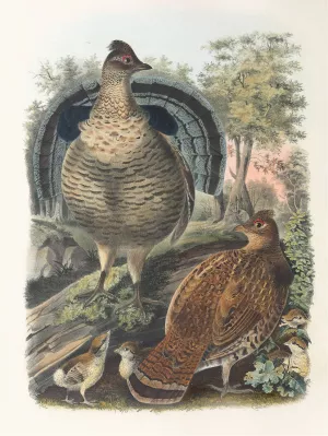 Ruffed Grouse by Daniel Giraud Elliot Oil Painting