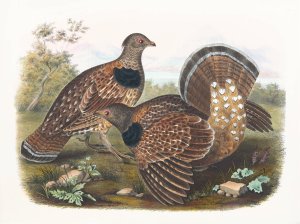 Sabine's Grouse by Daniel Giraud Elliot Oil Painting