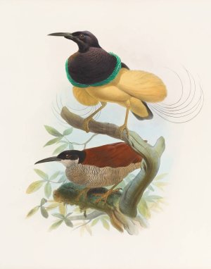 Seleucides alba by Daniel Giraud Elliot Oil Painting