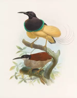 Seleucides alba by Daniel Giraud Elliot Oil Painting
