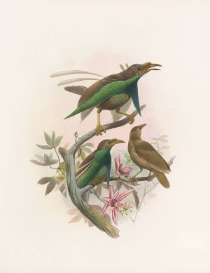 Semioptera Wallacii by Daniel Giraud Elliot Oil Painting