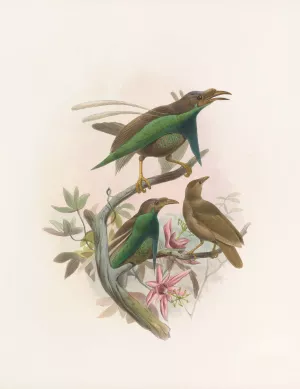 Semioptera Wallacii by Daniel Giraud Elliot Oil Painting