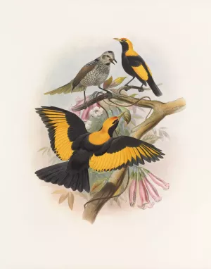 Sericulus melinus Oil painting by Daniel Giraud Elliot