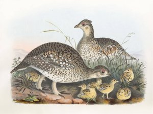 Sharp-Tailed Grouse by Daniel Giraud Elliot Oil Painting