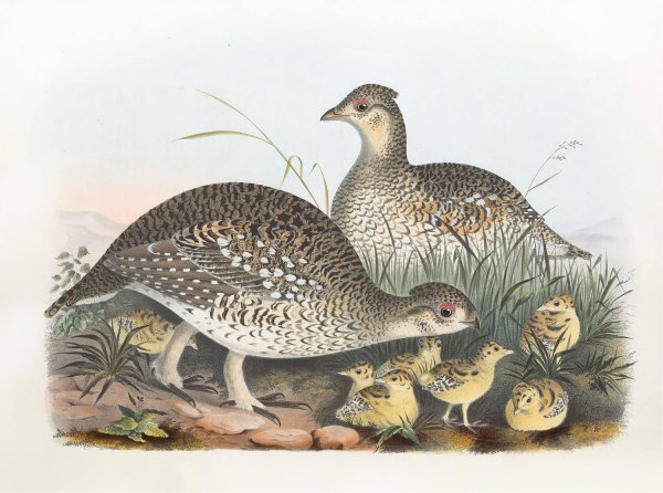 Sharp-Tailed Grouse  by Daniel Giraud Elliot - Hand-Painted Oil Painting Reproduction