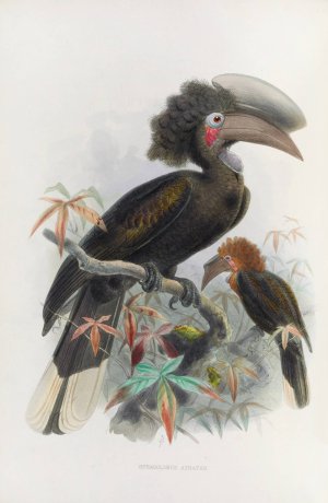 Sphagolobus atratus by Daniel Giraud Elliot Oil Painting
