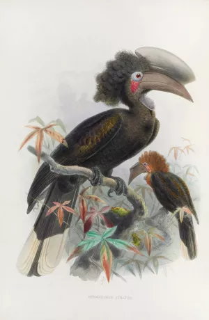 Sphagolobus atratus by Daniel Giraud Elliot Oil Painting