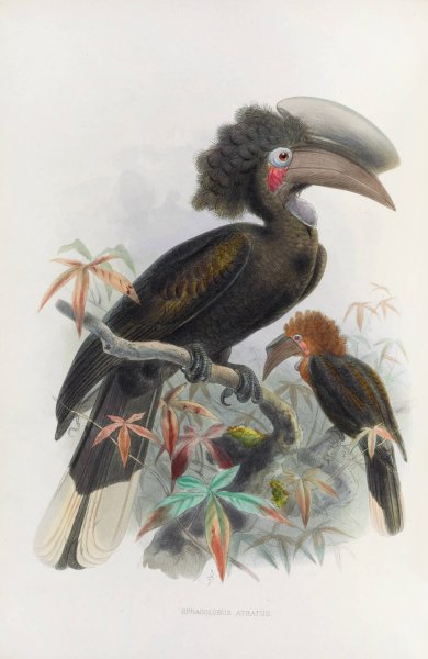 Sphagolobus atratus  by Daniel Giraud Elliot - Hand-Painted Oil Painting Reproduction