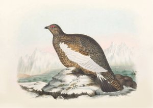 Spitzbergen Ptarmigan by Daniel Giraud Elliot Oil Painting