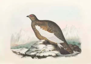 Spitzbergen Ptarmigan by Daniel Giraud Elliot Oil Painting