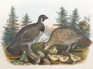 Spruce Grouse by Daniel Giraud Elliot Oil Painting