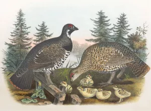 Spruce Grouse by Daniel Giraud Elliot Oil Painting