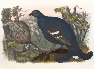 The Black Grouse by Daniel Giraud Elliot Oil Painting