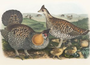 The Pinnated Grouse by Daniel Giraud Elliot Oil Painting
