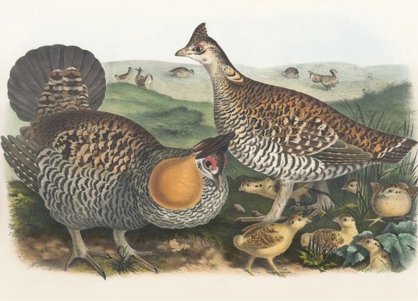 The Pinnated  Grouse  by Daniel Giraud Elliot - Hand-Painted Oil Painting Reproduction