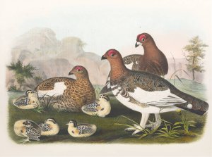 The Willow Grouse by Daniel Giraud Elliot Oil Painting