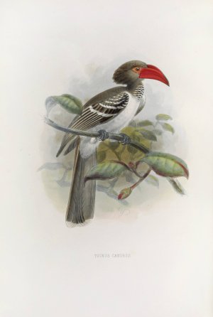 Tockus camurus by Daniel Giraud Elliot Oil Painting