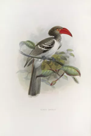 Tockus camurus by Daniel Giraud Elliot Oil Painting
