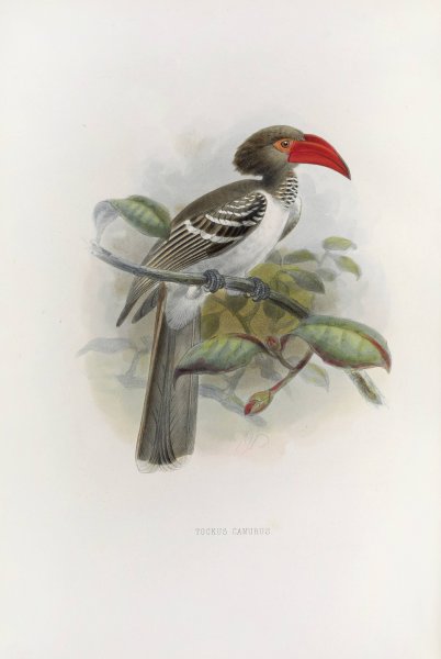 Tockus camurus  by Daniel Giraud Elliot - Hand-Painted Oil Painting Reproduction