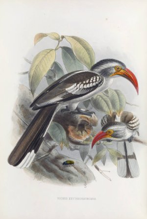 Tockus erythrorhynchus by Daniel Giraud Elliot Oil Painting