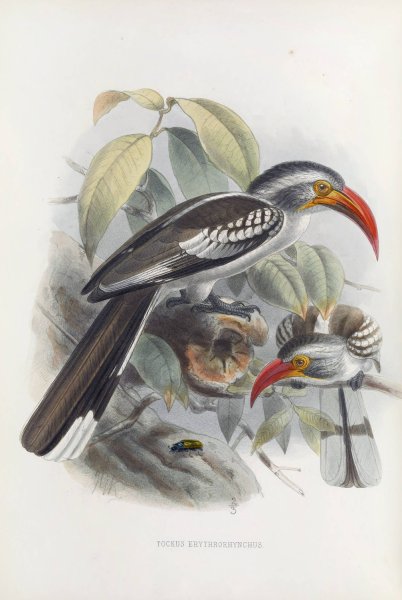 Tockus erythrorhynchus  by Daniel Giraud Elliot - Hand-Painted Oil Painting Reproduction