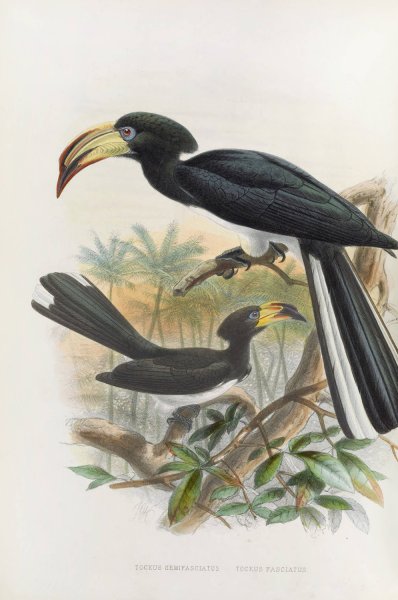 Tockus fasciatus,Tockus semifasciatus  by Daniel Giraud Elliot - Hand-Painted Oil Painting Reproduction