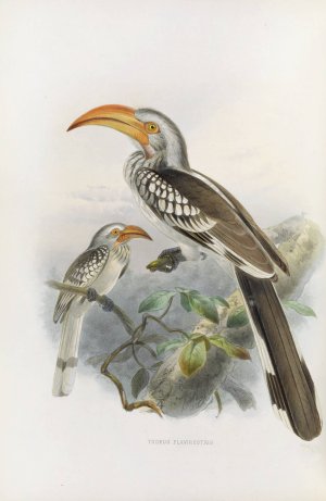 Tockus flavirostris by Daniel Giraud Elliot Oil Painting