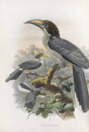 Tockus gingalensis by Daniel Giraud Elliot Oil Painting