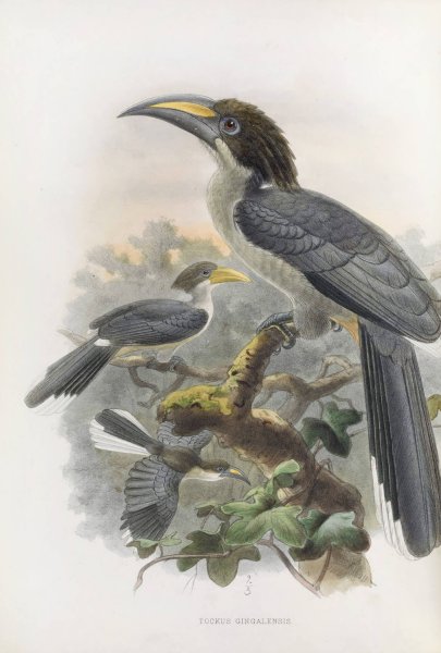 Tockus gingalensis  by Daniel Giraud Elliot - Hand-Painted Oil Painting Reproduction