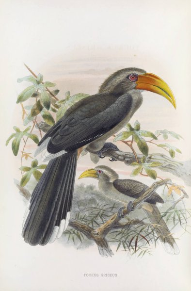 Tockus griseus  by Daniel Giraud Elliot - Hand-Painted Oil Painting Reproduction