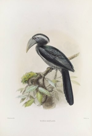 Tockus hartlaubi by Daniel Giraud Elliot Oil Painting