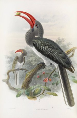 Tockus hemprichii by Daniel Giraud Elliot Oil Painting