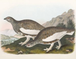 White Taile Ptarmigan by Daniel Giraud Elliot Oil Painting