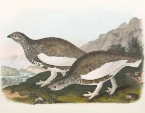 White Taile Ptarmigan by Daniel Giraud Elliot Oil Painting