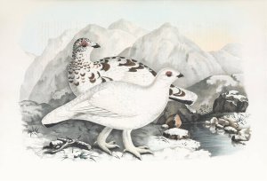 Willow Grouse by Daniel Giraud Elliot Oil Painting