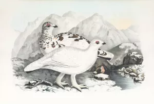 Willow Grouse by Daniel Giraud Elliot Oil Painting