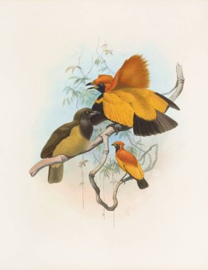 Xanthomelus aureus by Daniel Giraud Elliot Oil Painting