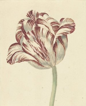Tulp, met de naam Bisar, Kardinaal de Fleuri by Daniel Marot The Younger Oil Painting