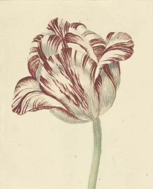 Tulp, met de naam Bisar, Kardinaal de Fleuri by Daniel Marot The Younger Oil Painting