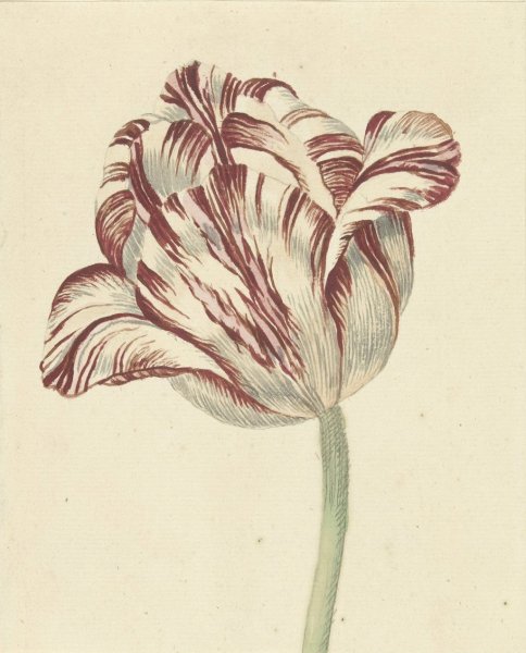 Main Product Photo of Tulp, met de naam Bisar, Kardinaal de Fleuri  Painting by Daniel Marot The Younger