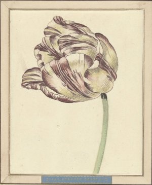 Tulp, met de naam Bisar, Staaten Generaal by Daniel Marot The Younger Oil Painting