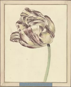 Tulp, met de naam Bisar, Staaten Generaal by Daniel Marot The Younger Oil Painting