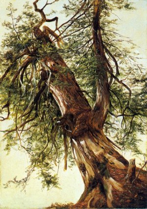 Study of a Cedar Oil painting by David Johnson