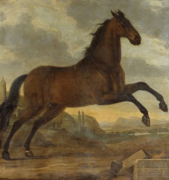 Karl XIs livhast Sultan  by David Klocker Ehrenstrahl - Hand-Painted Oil Painting Reproduction