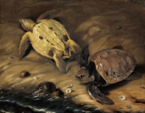 Tva skoldpaddor by David Klocker Ehrenstrahl Oil Painting