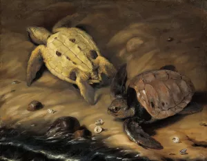 Tva skoldpaddor by David Klocker Ehrenstrahl Oil Painting