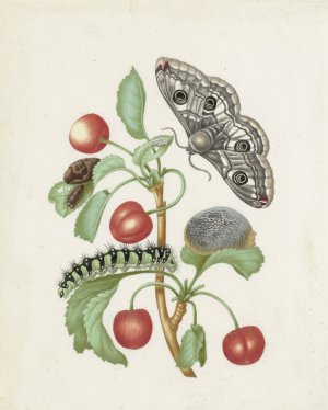 Metamorphosis of a Small Emperor Moth by Dorothea Maria Gsell Oil Painting
